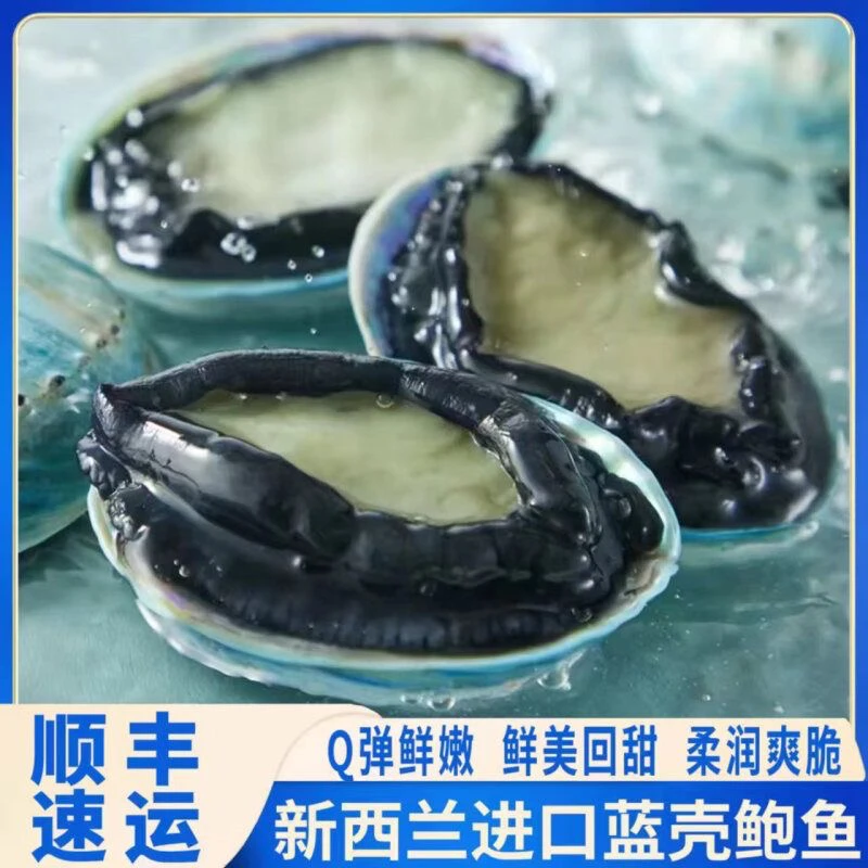 【鲜活】澳洲蓝鲍鱼6-7个1斤顺丰空运深海捕捞鲜嫩饱满鲜活新鲜