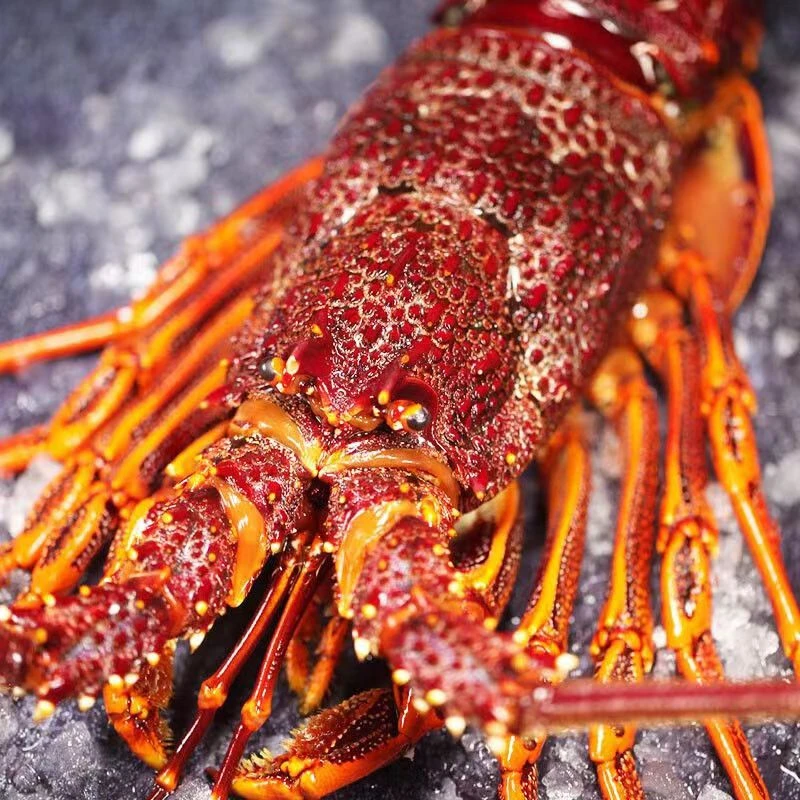 鲜活澳龙澳大利亚龙虾单只2-6斤顺丰空运饱满新鲜现货速发