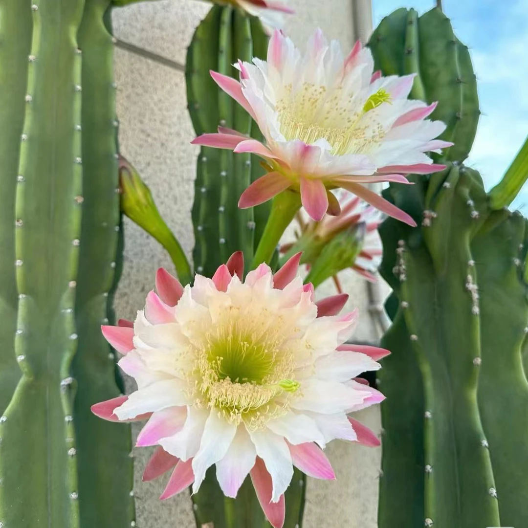 【无根量天尺50公分不带花苞】仙人球绿植好养室内盆栽仙人柱