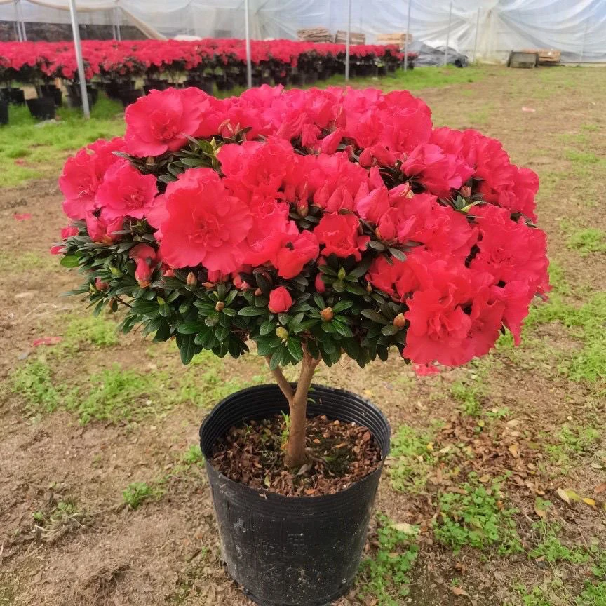 杨梅红杜鹃花四季开花盆栽室内外阳台好养花卉绿植户外花苞老桩