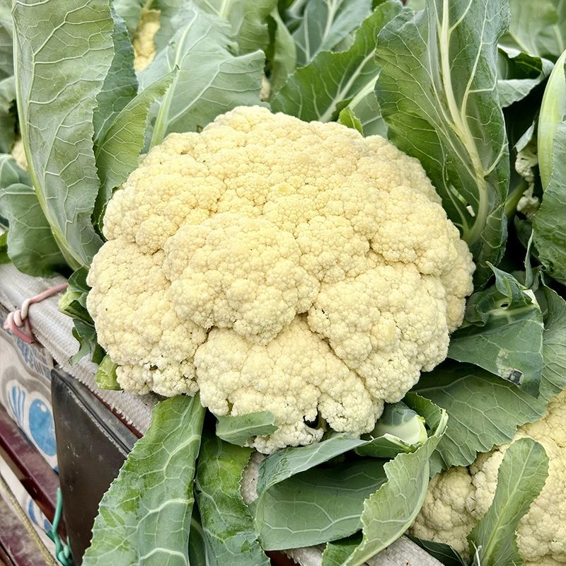 冬季新鲜松花菜散花菜包邮新鲜花菜成熟好吃源头包赔