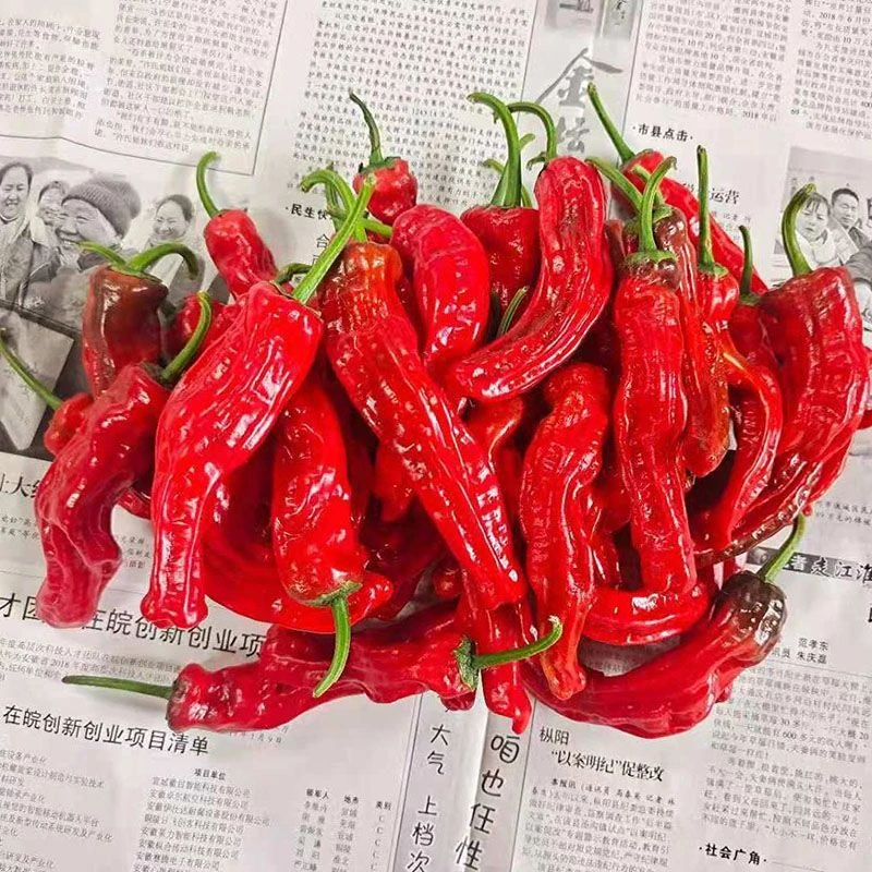 安徽会龙镇新鲜红紫皱皮辣椒特辣1斤3斤5斤全部包邮香辣农产品