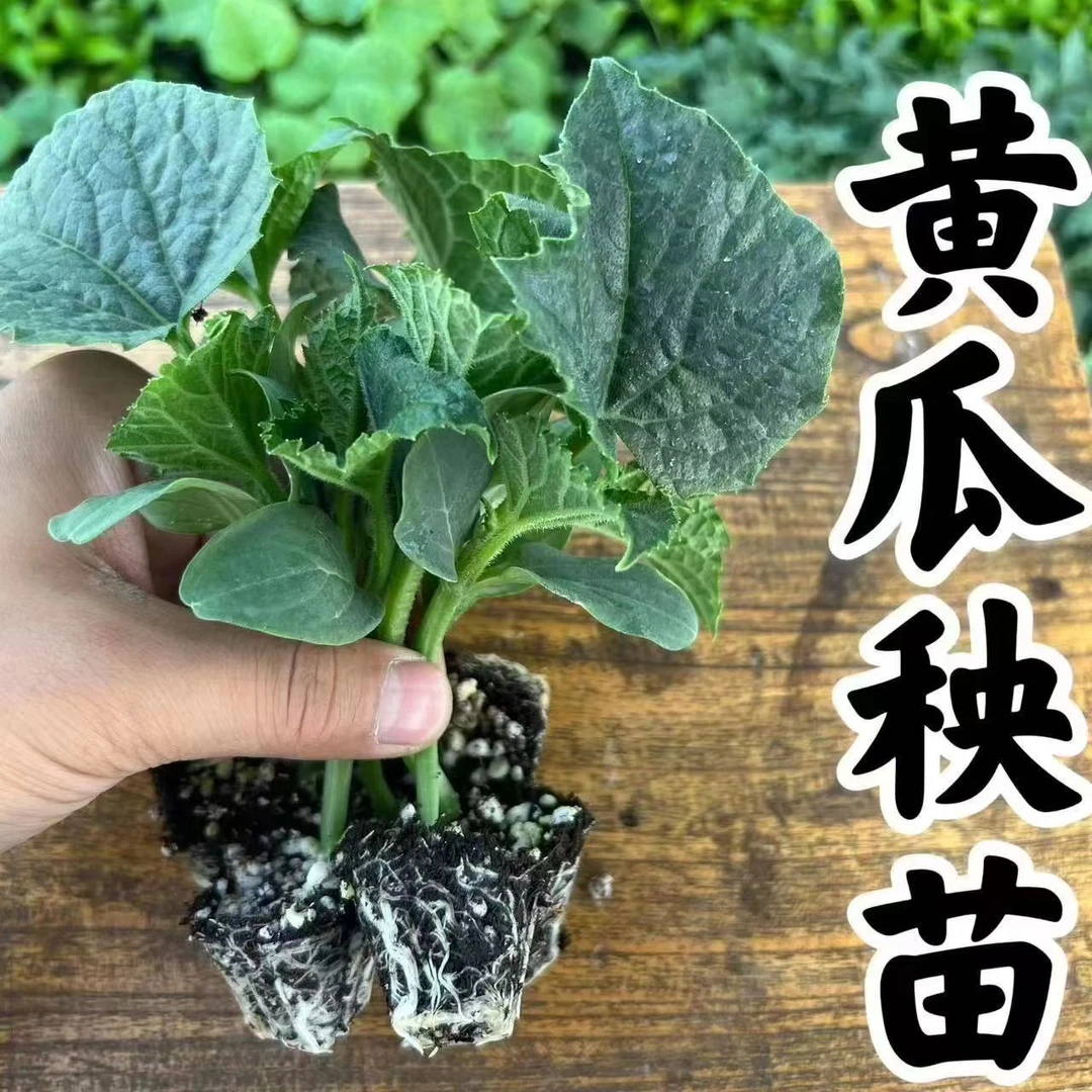 黄瓜苗水果黄瓜苗密刺黄瓜苗阳台庭院种植