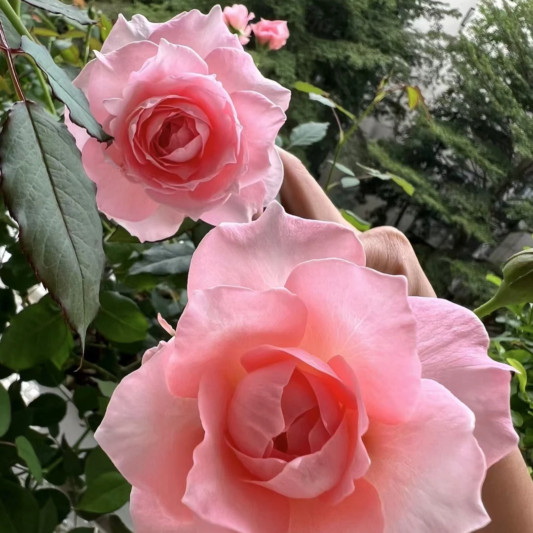 【忘忧】粉色花美人尖地栽盆栽室外阳台庭院