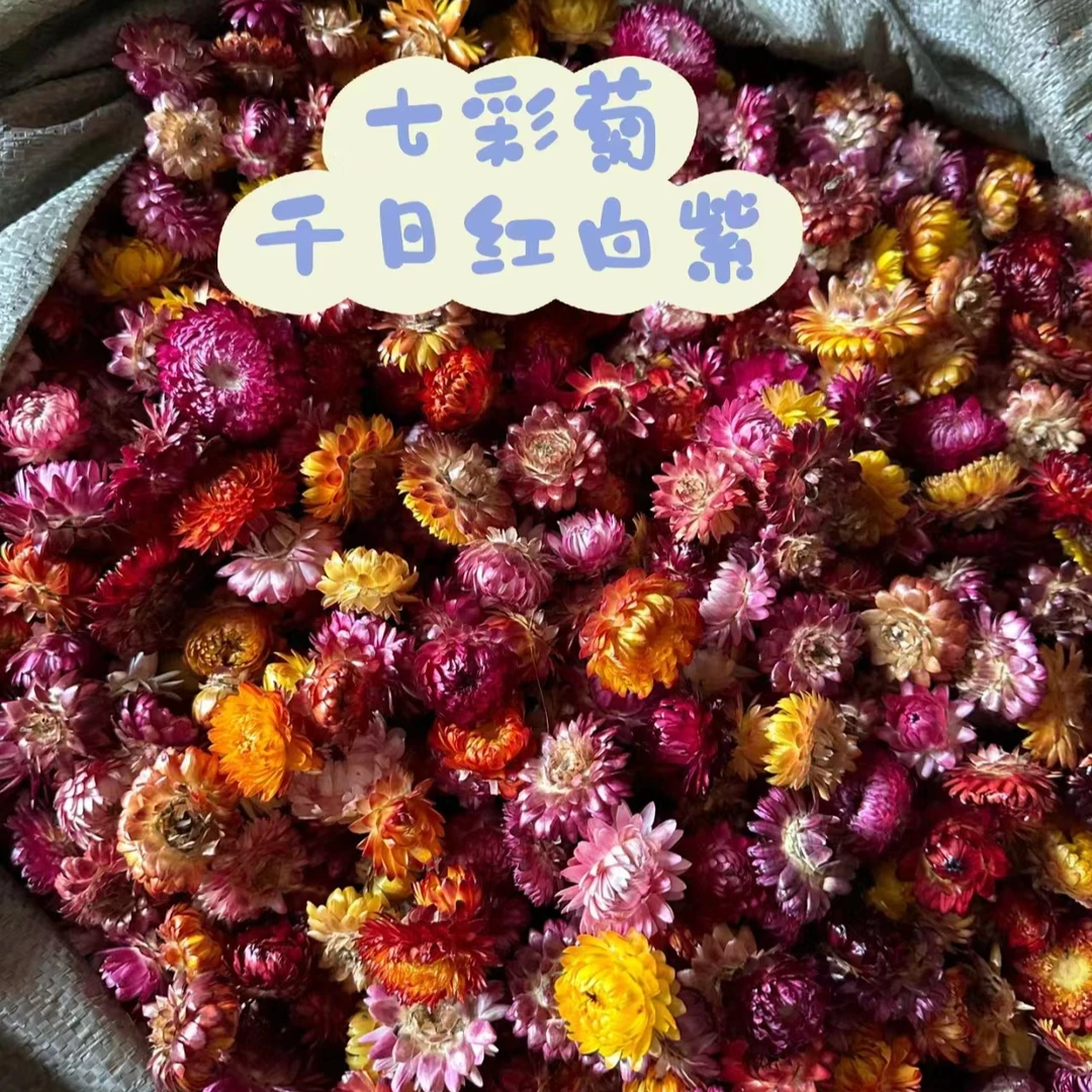 （七~彩~菊~花）泡水喝250g起