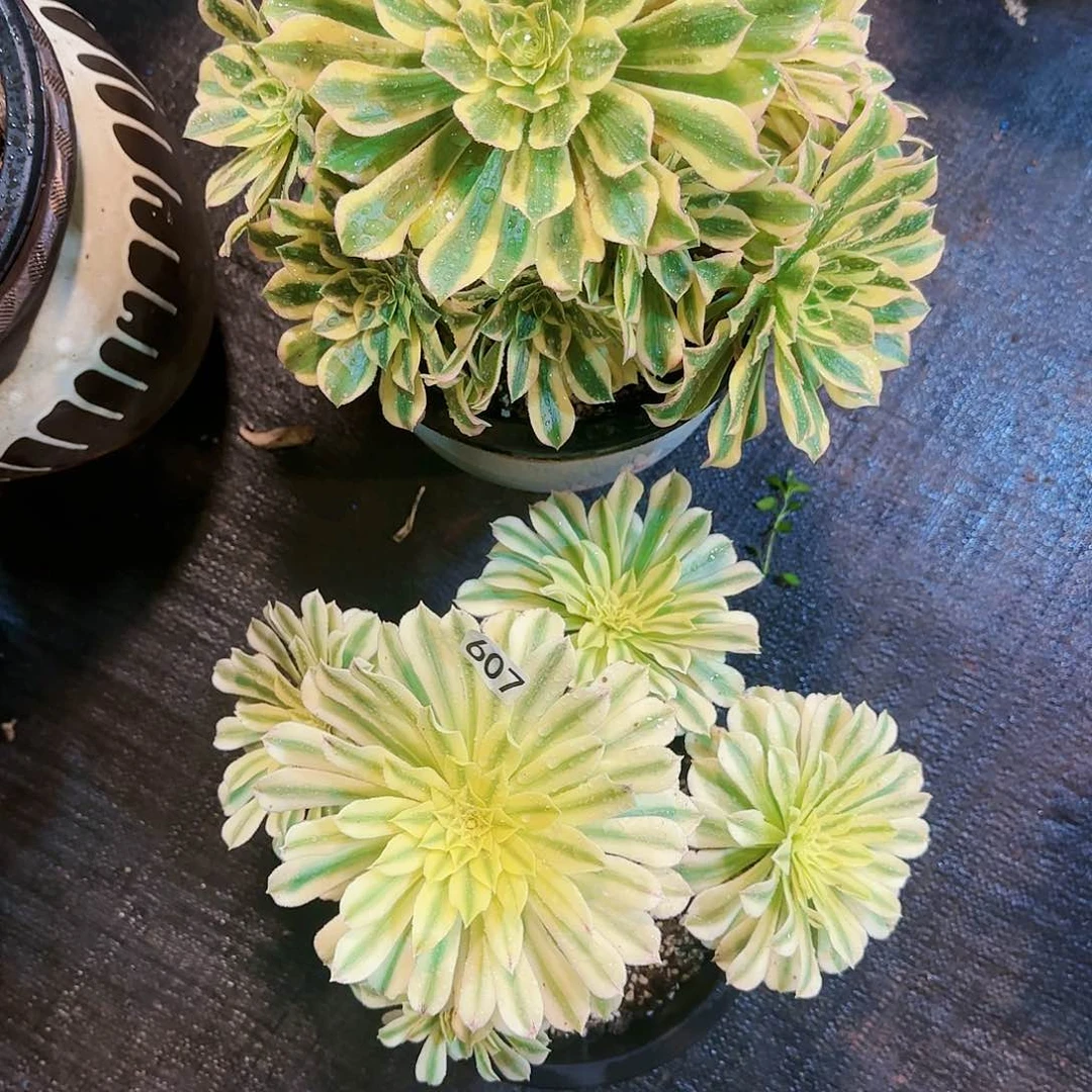 期*?精品多肉法师607。700