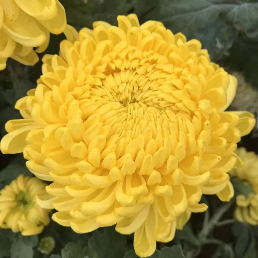 【黄绣球】盆栽大苗大花型九月菊盆栽