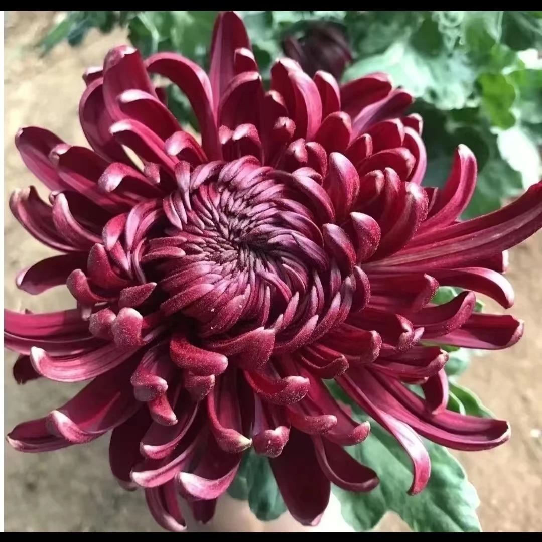 【墨王】大花型九月菊超大花型稀有品种观赏菊花