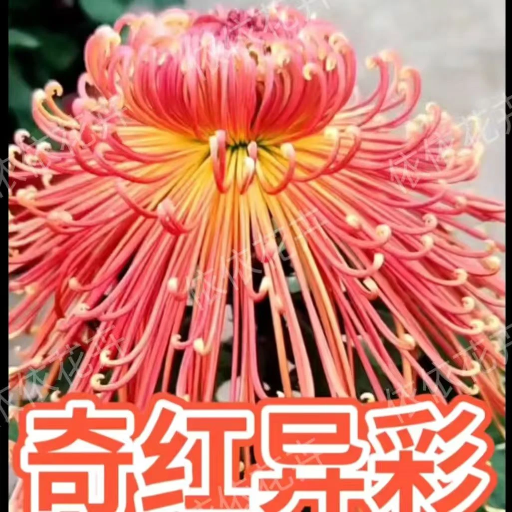 【奇红异彩】稀有品种大花丝菊新品种多年生宿根植物