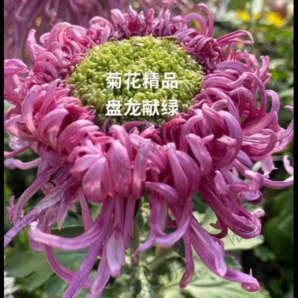 【盘龙献绿】稀有丝菊新品种超大花型多年生宿根