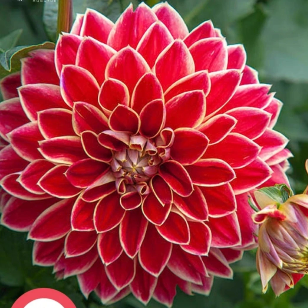 【马克西姆】大丽花盆栽多年生球根植物四季开花好养阳台庭院可栽