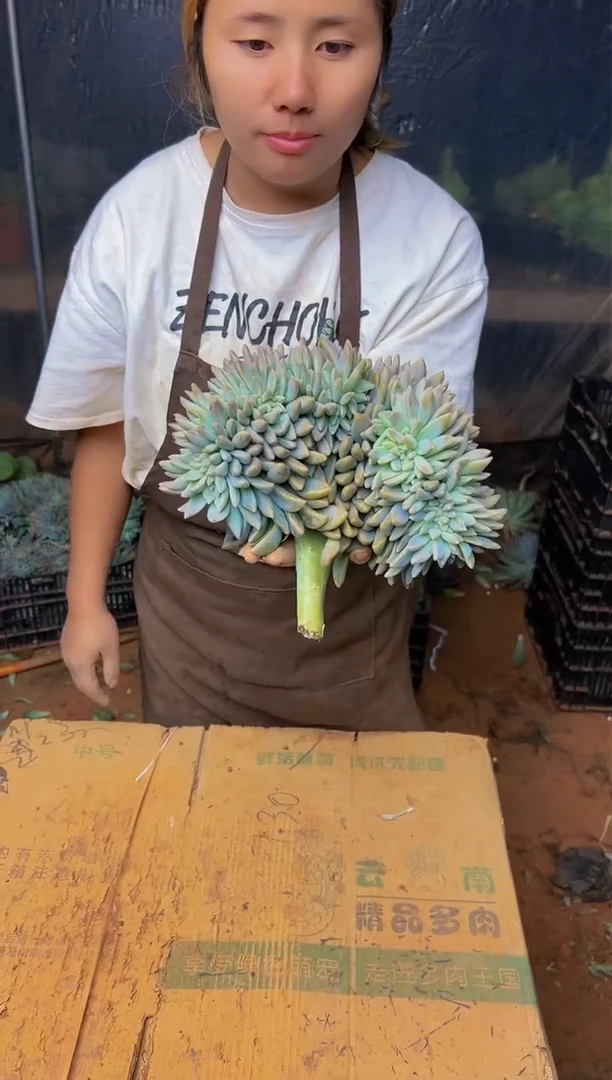 【闪购商品】淡雪缀化包邮5225