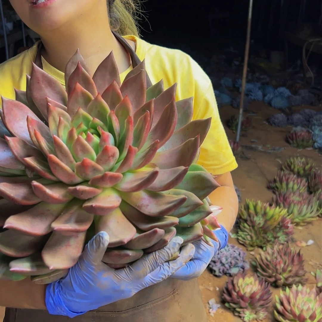 味**湖粉钻 发物流物流费自理7303