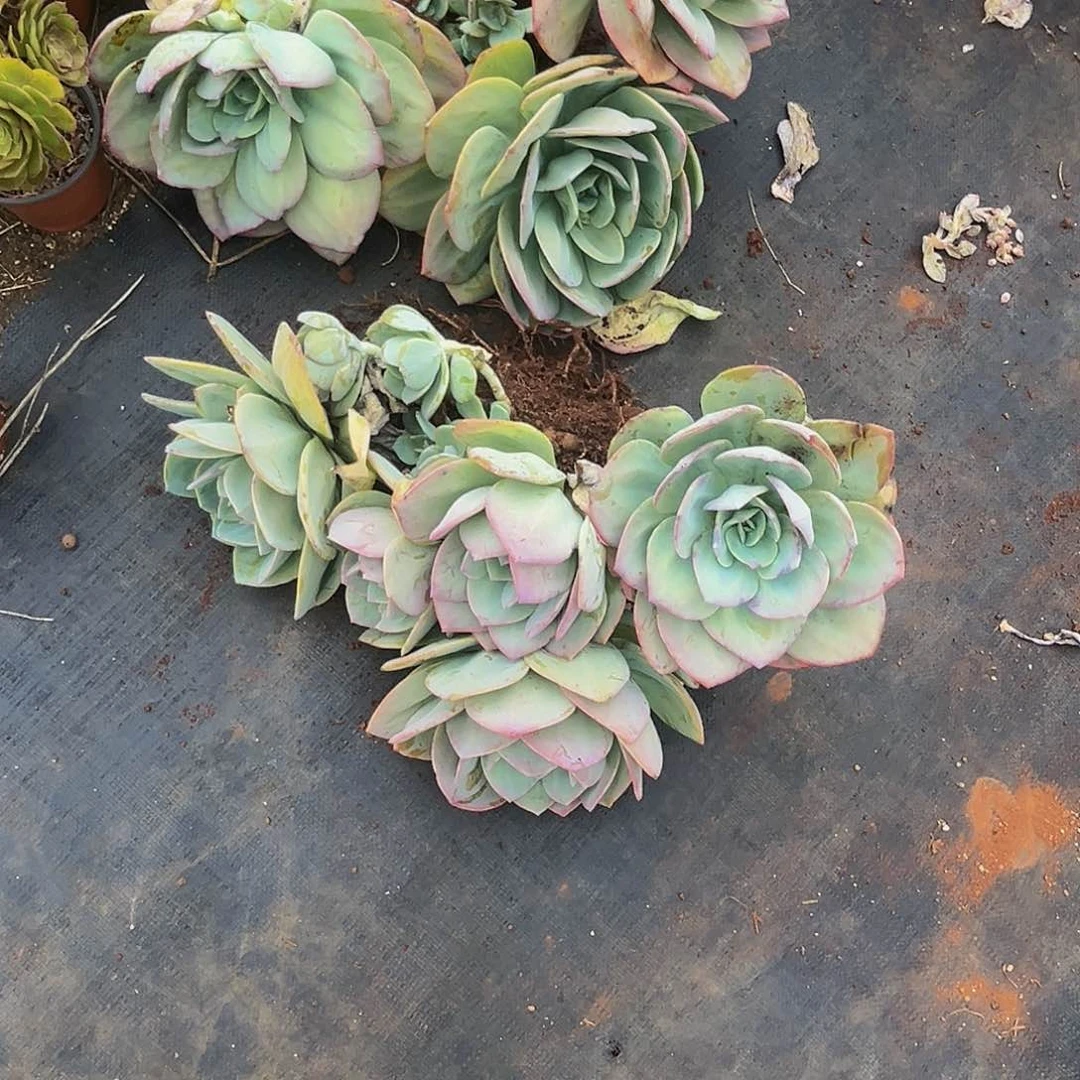 肉*肉地栽白凤，物流费自理9884