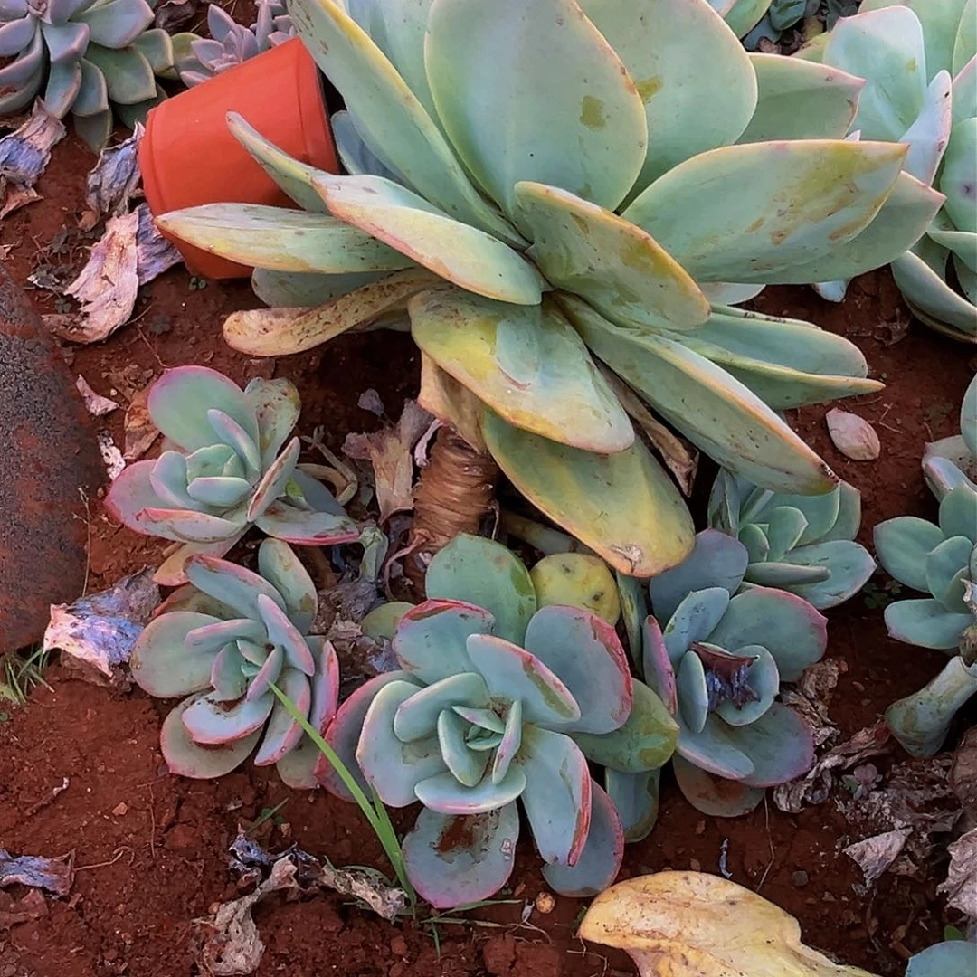 茶***人地栽白凤，7600