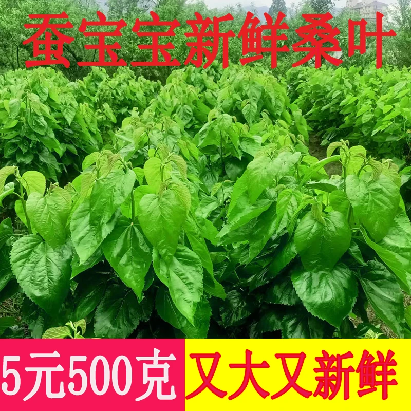 桑叶新鲜蚕宝宝食物现摘现发大桑叶嫩桑叶芽基地直发学生专用