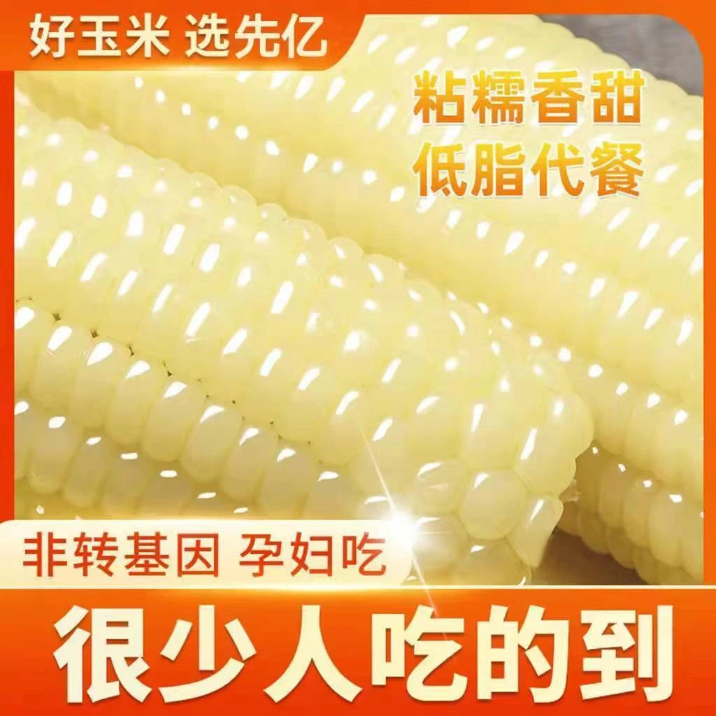 白糯玉米种子 甜糯型 粘糯香甜白色玉米种子营养粘苞米籽高产包邮