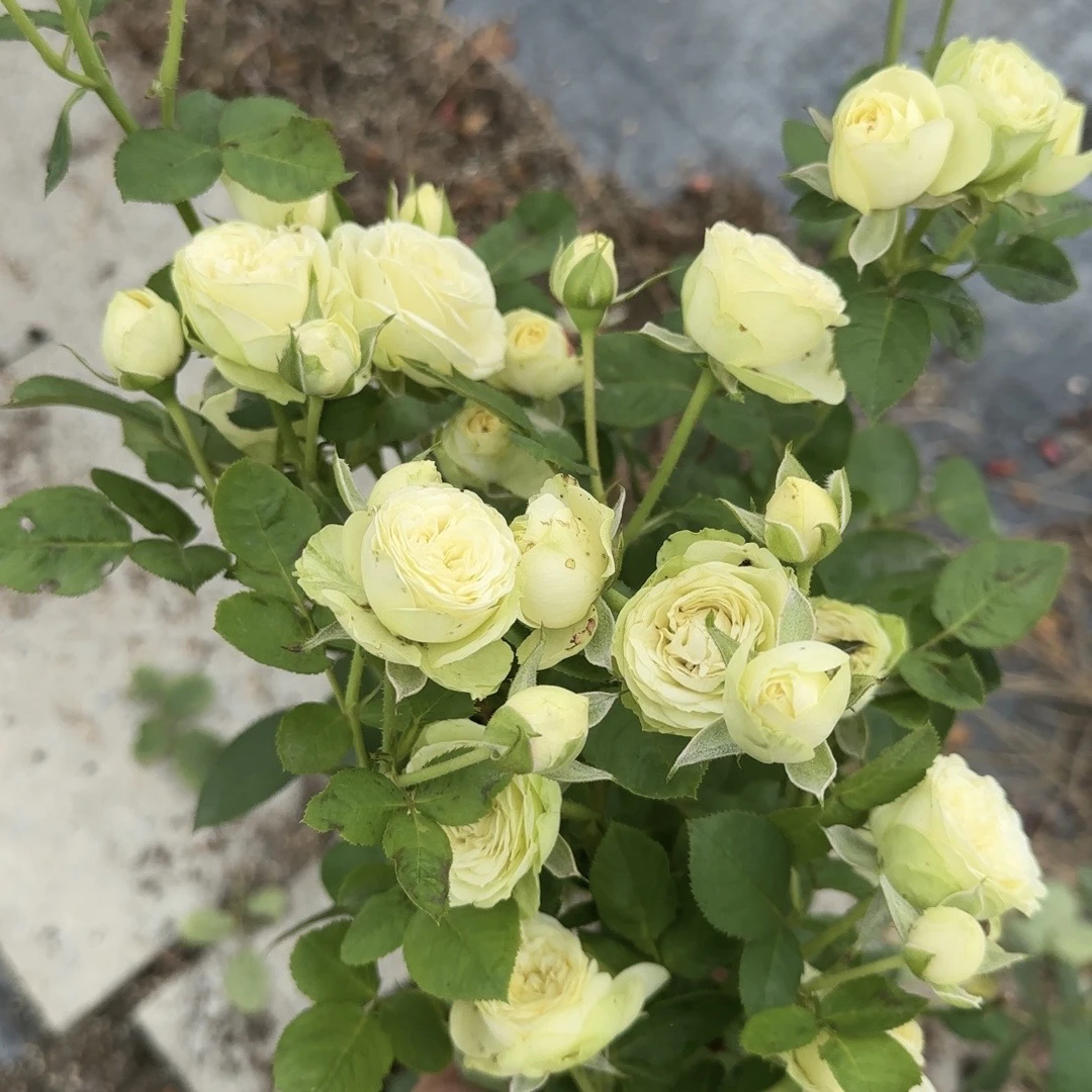 奶油龙沙宝石，绿色多头（4.9 日限定加粉荔枝）