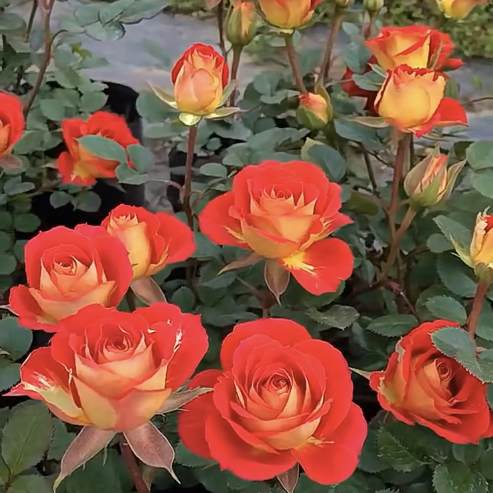 双鱼座丰花多头 勤花阳台系列 原盆原土发货