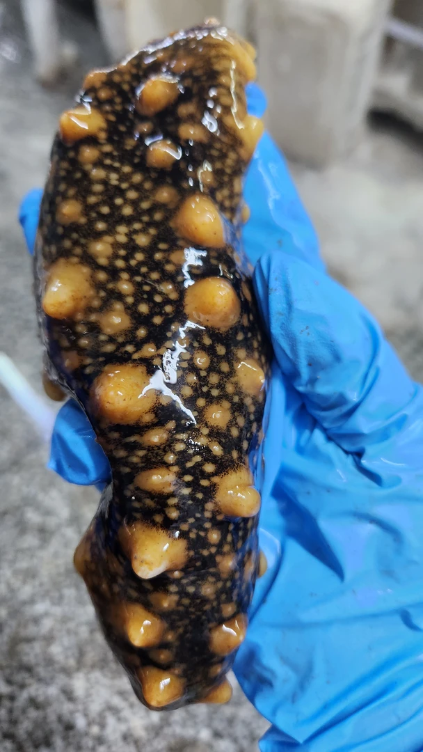 深海新鲜活海参现场加工无添加冻煮海参 | （非即食）需要加工食用
