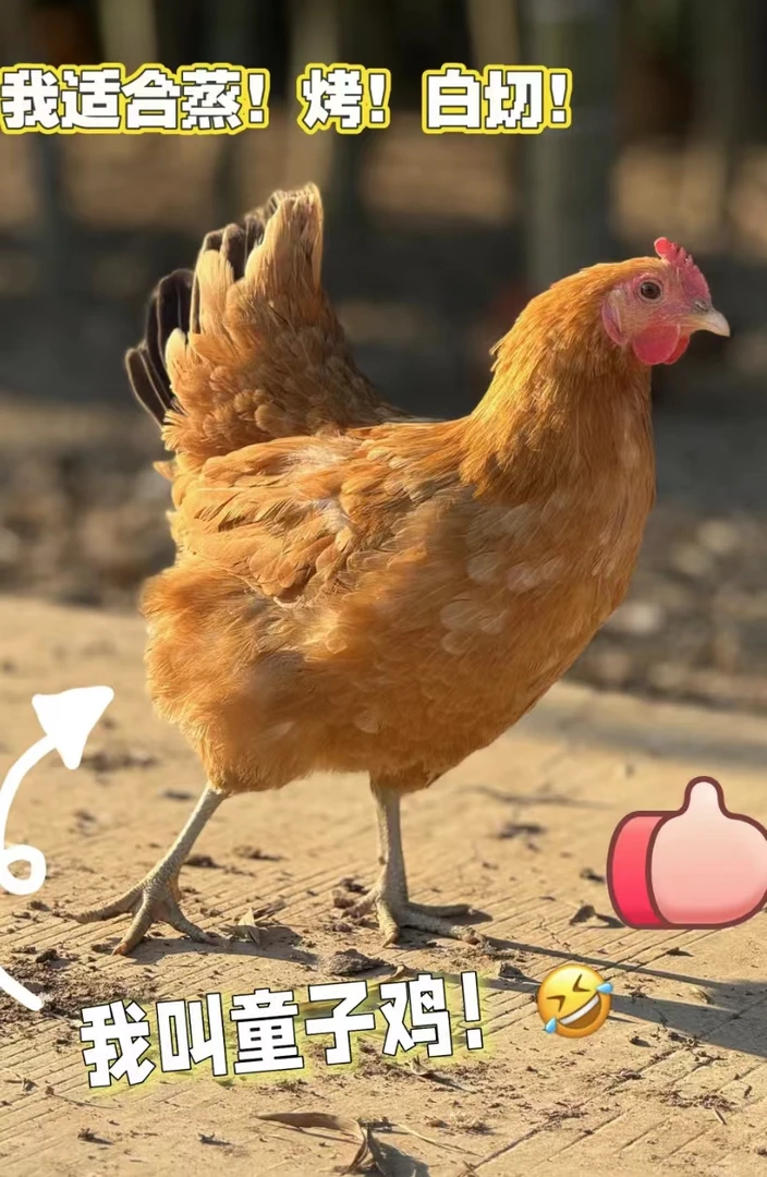 100元3只现杀童子鸡