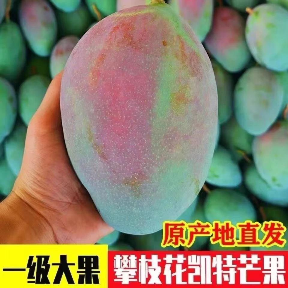 [阳光花城]四川攀枝花凯特芒果当季水果现场称重新鲜成熟香甜饱满