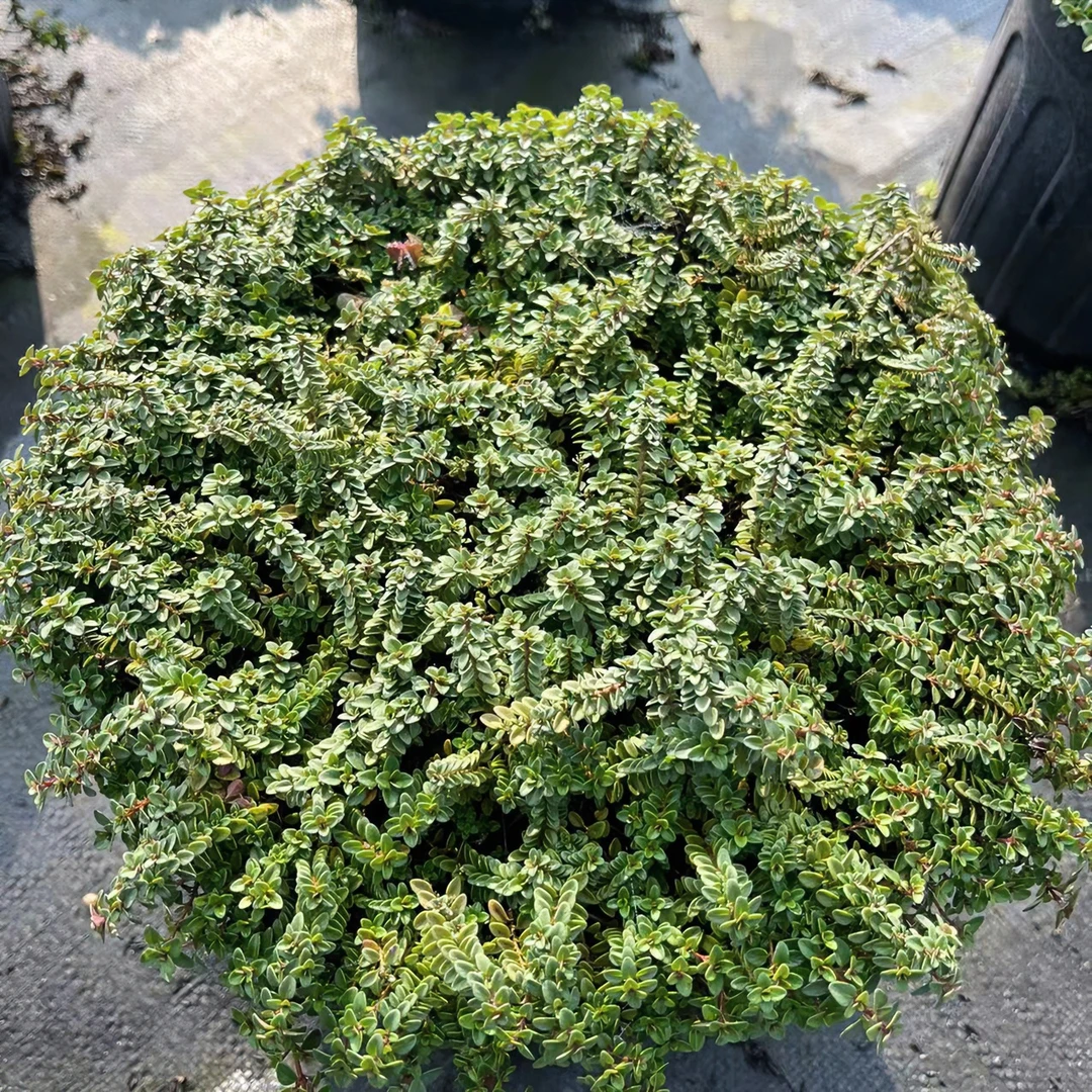 【基地直发】【桃花百里香】烹饪观赏两不误高存活家庭园艺必备