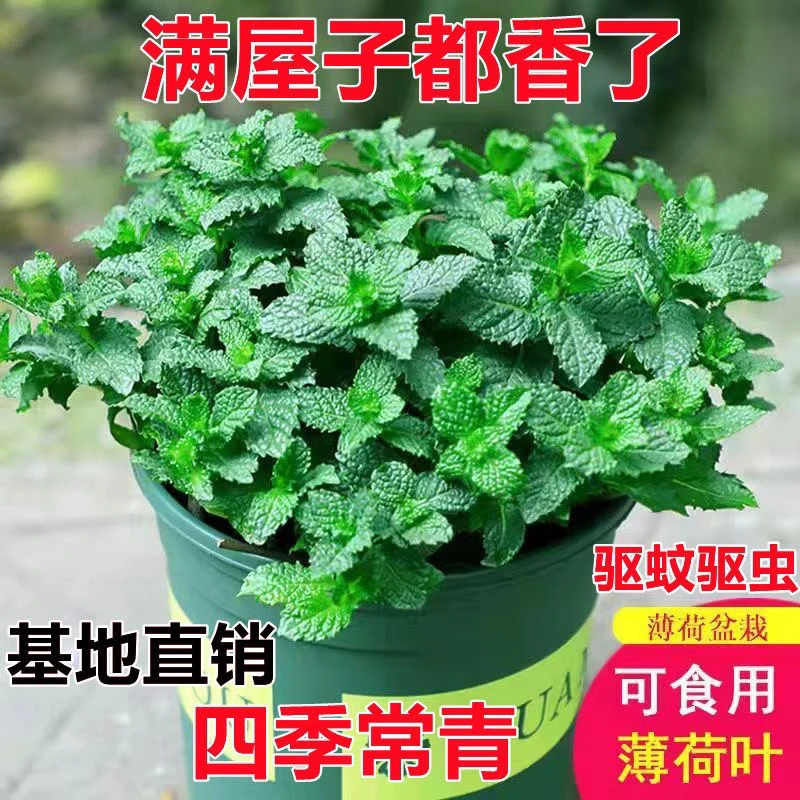 清新薄荷盆栽客厅兰花草发财树植物室内绿植客厅大盆栽植物摇钱树