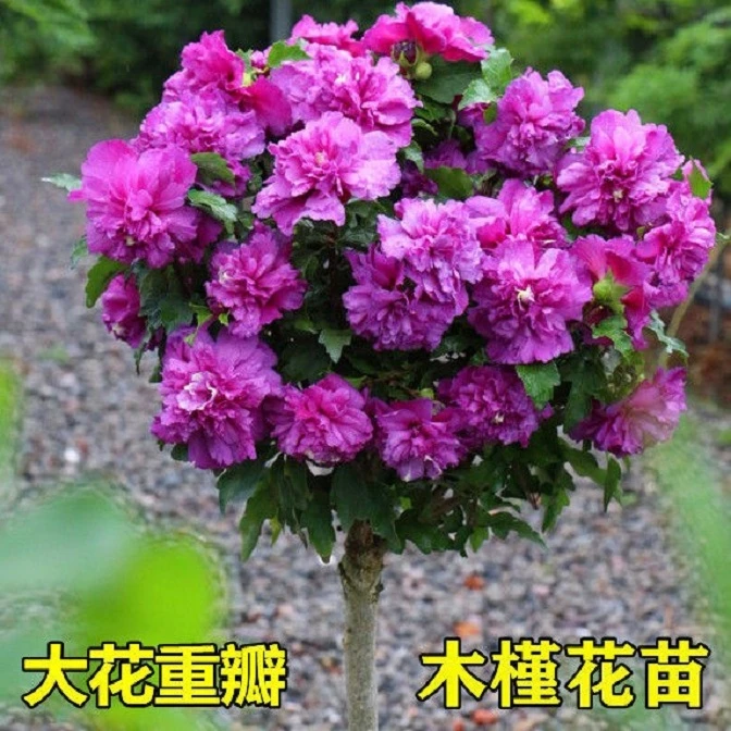 花木槿盆栽室内外植物耐寒耐热木本花卉庭院木槿花四季花开可食用