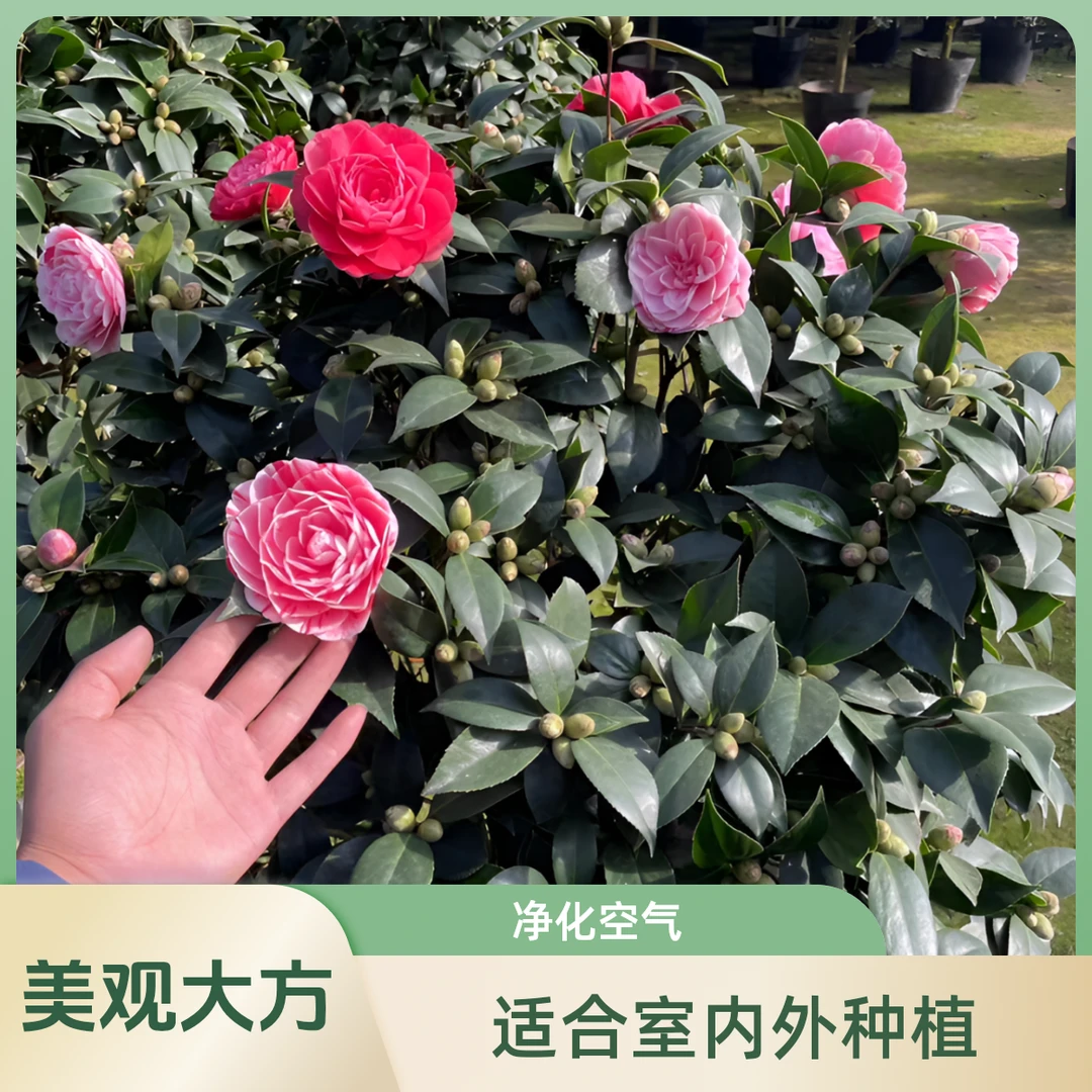 五色赤丹茶花一颗多色庭院室内外盆栽地栽种植花卉基地原土发货