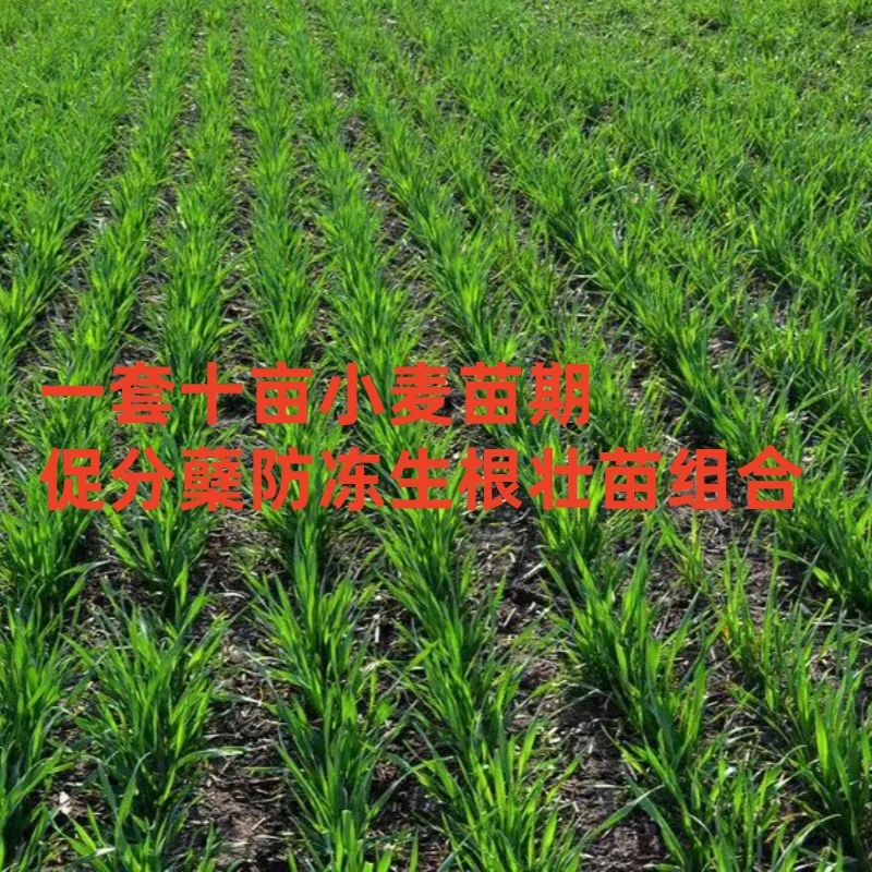 高端版一套十亩小麦苗期促分蘖防冻生根壮苗组合