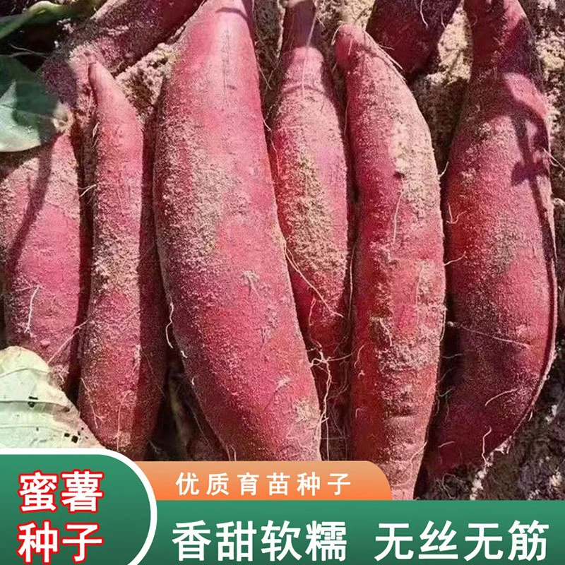 西瓜红糖心蜜薯种高产红薯种番薯种地瓜种红皮红心红薯种蜜薯苗种