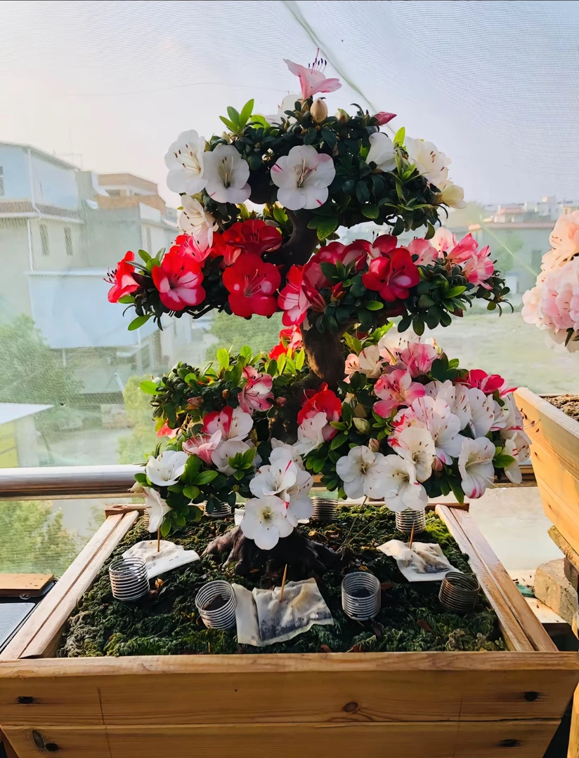 皋月绯梅景种植养护好养易活带花苞原盆原土