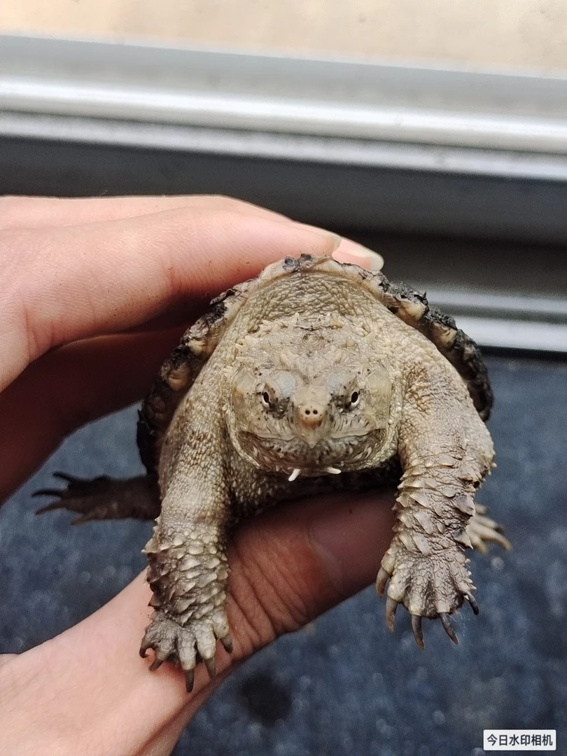 佛罗里达州拟鳄龟