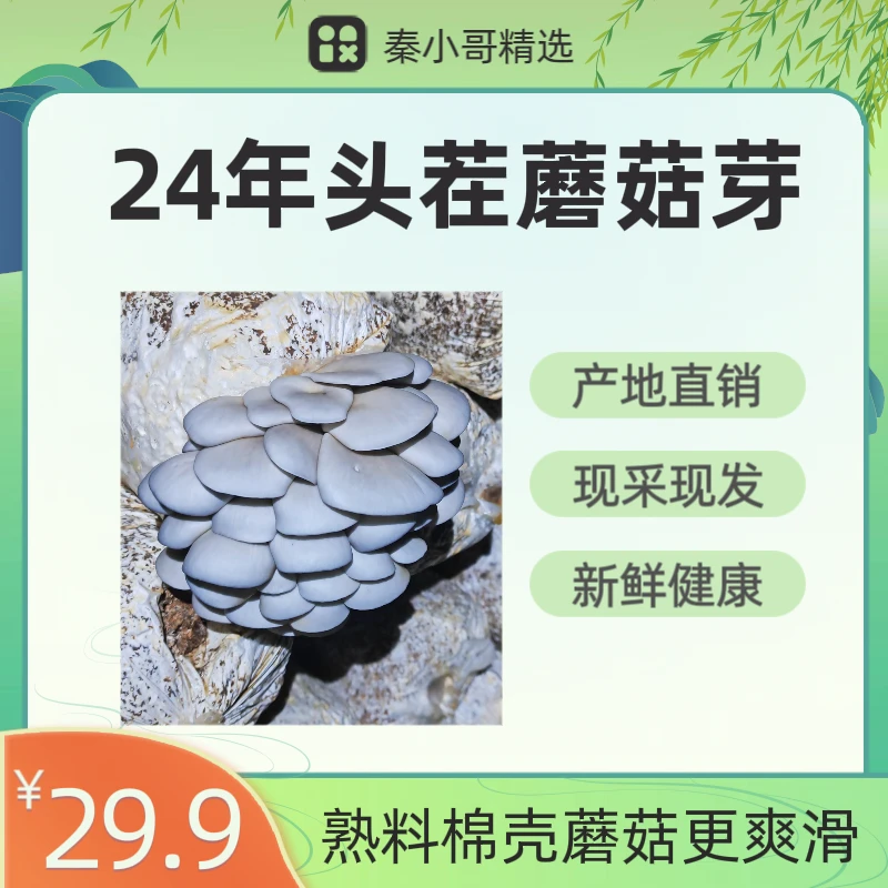 24年头茬小平菇鲜平菇秀珍菇火锅烧烤食材
