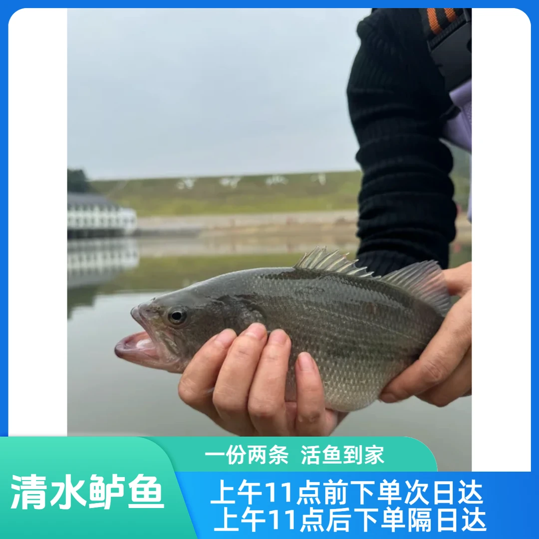 清水鲈鱼   活鱼到家      一份2条