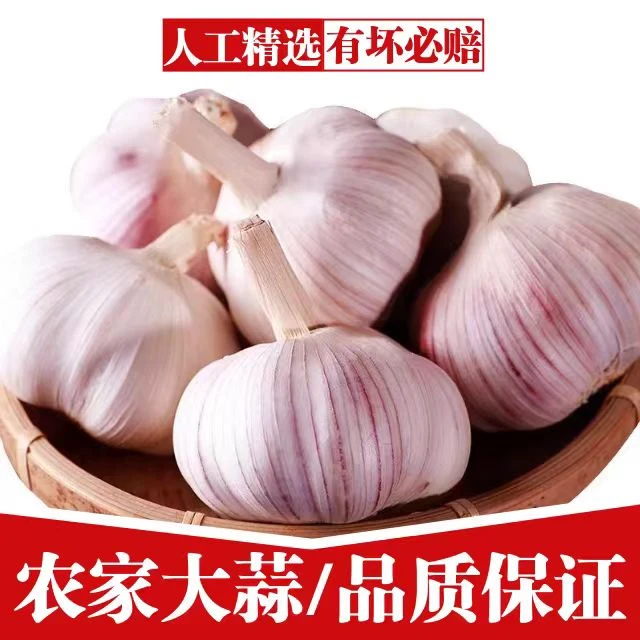 河南新干蒜大蒜头2024白皮蒜紫皮蒜新鲜晒干蔬菜调料大蒜子包邮
