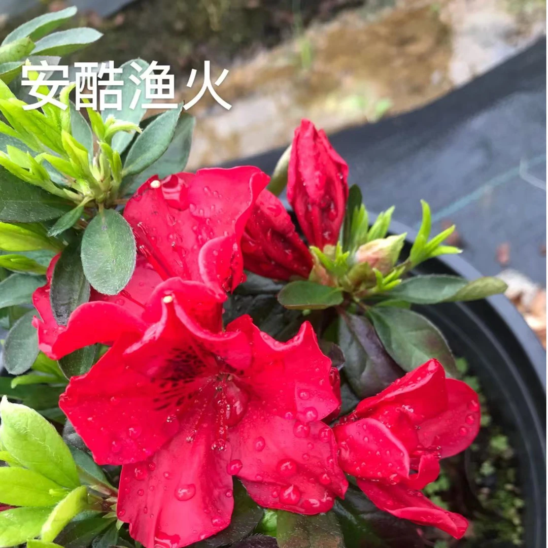 百年老杜鹃盆景安酷系列 渔火老桩植物花期庭院阳台（全场不包邮）