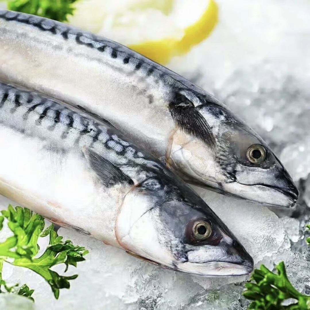【小妹】东山岛速冻青花鱼4-5两/条野生鲐鲅鱼青占速冻发货