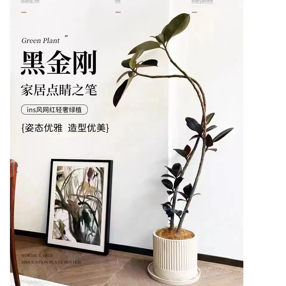 造型黑金刚橡皮树网红绿植大型老桩室内外阳台盆栽好养易活植物