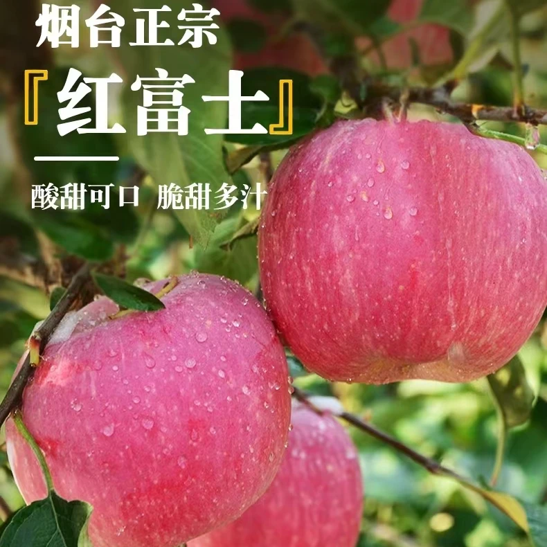 【十斤特大果】正宗烟台栖霞红富士苹果产地直发整箱批发