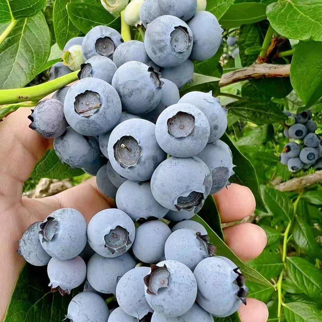 新鲜采摘头茬蓝莓 现采现发 脆甜可口