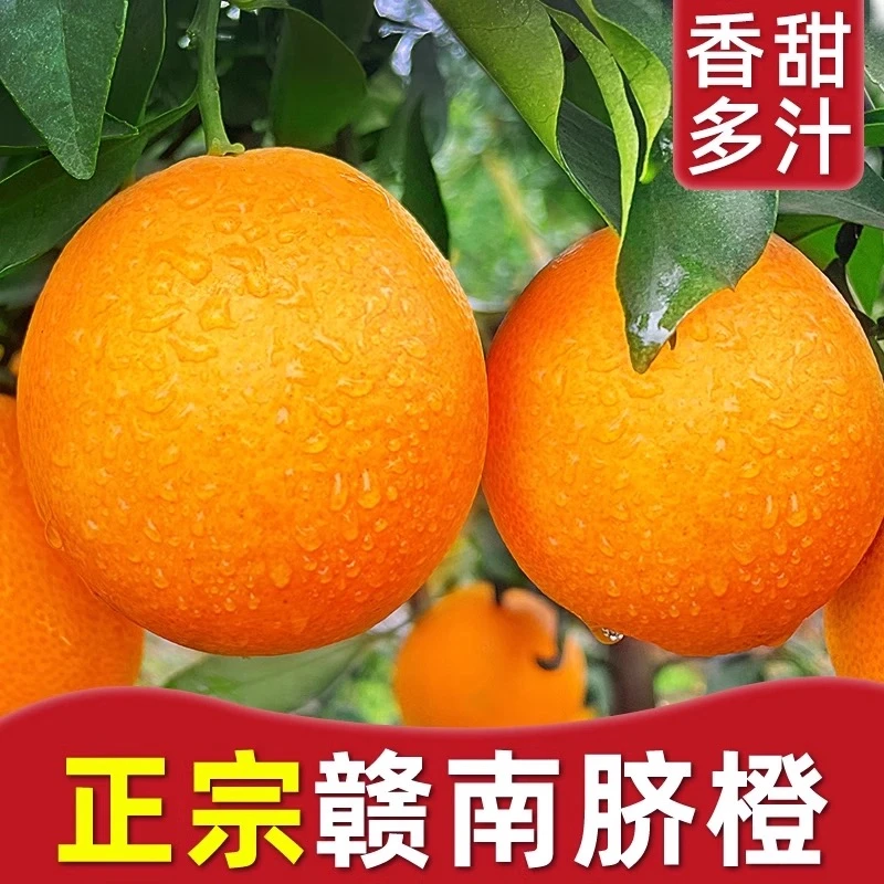 现摘赣南脐橙正宗江西信丰果园直发不催熟香甜应季水果橙子