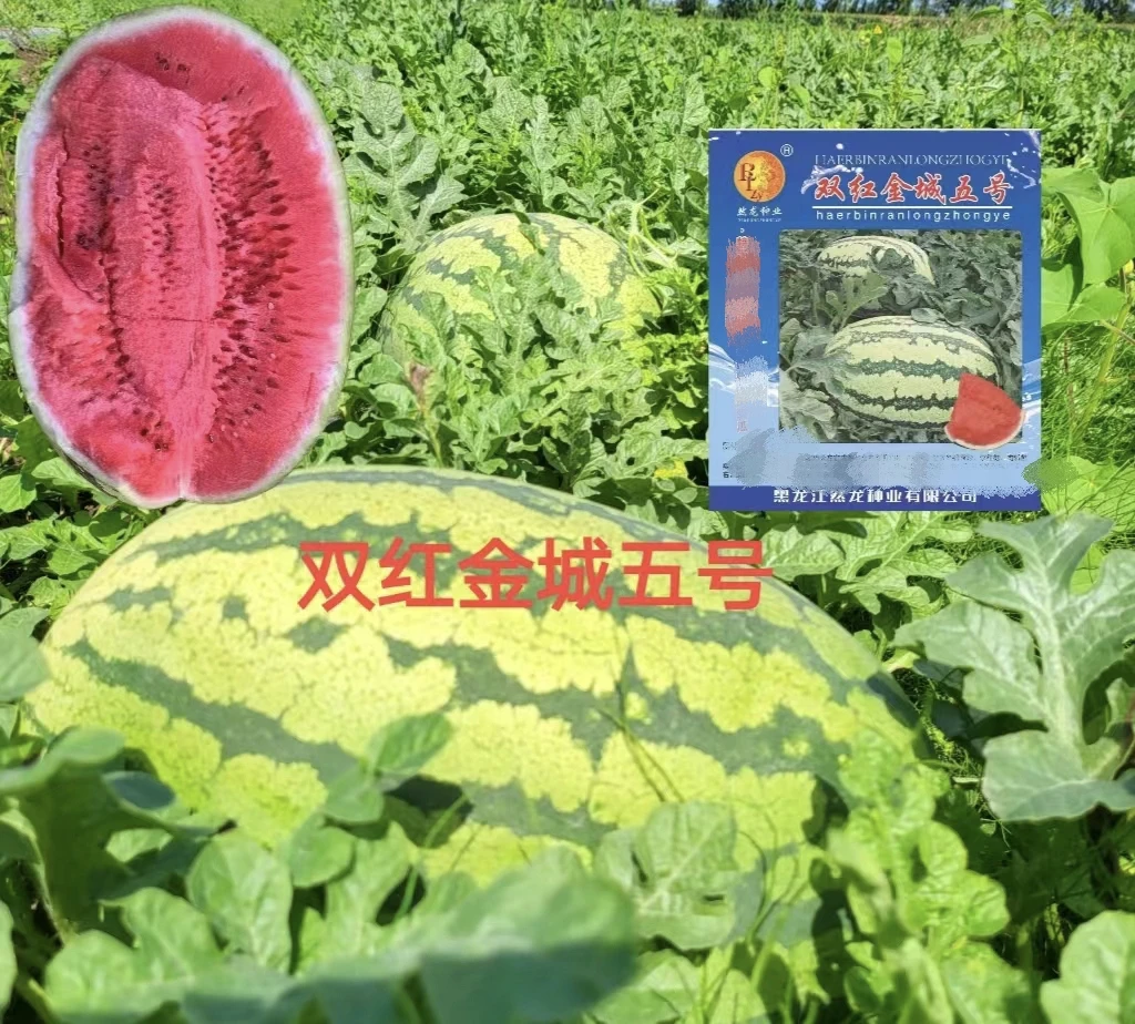 双红金城五西瓜种子80克/罐约700粒硒砂瓜类型