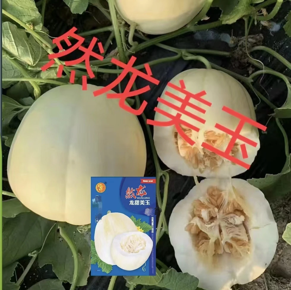 龙甜美玉薄皮甜瓜种子500粒/袋东北黄白瓜类型