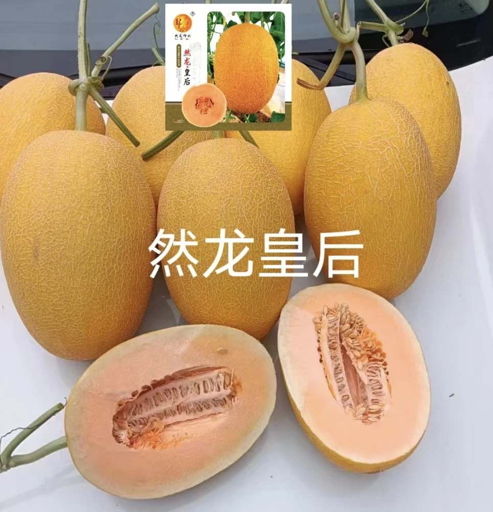 然龙皇后厚皮甜瓜哈密瓜种子200粒/袋