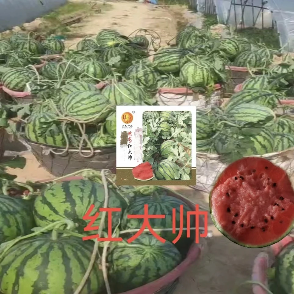 红大帅西瓜种子200粒/袋
