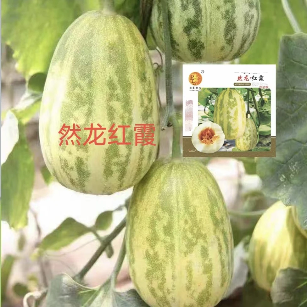 然龙红霞薄皮甜瓜种子约500粒/袋