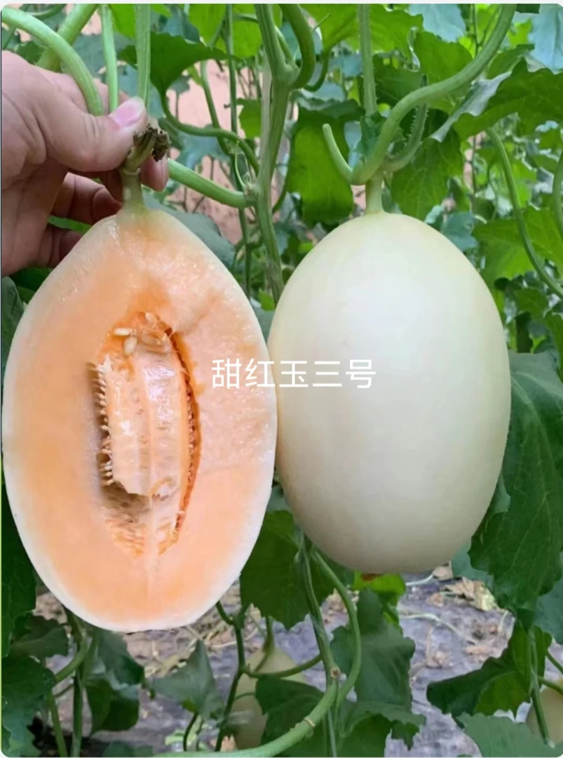 甜红玉3号厚皮哈密瓜种子约200粒/袋