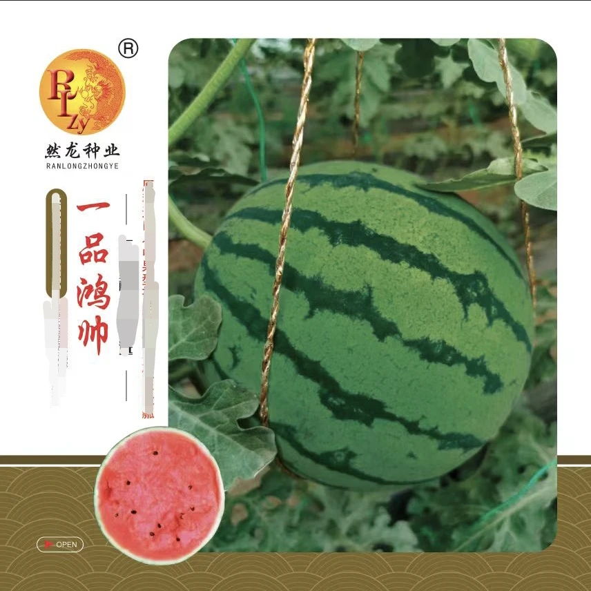 然龙一品鸿帅西瓜种子100粒/袋